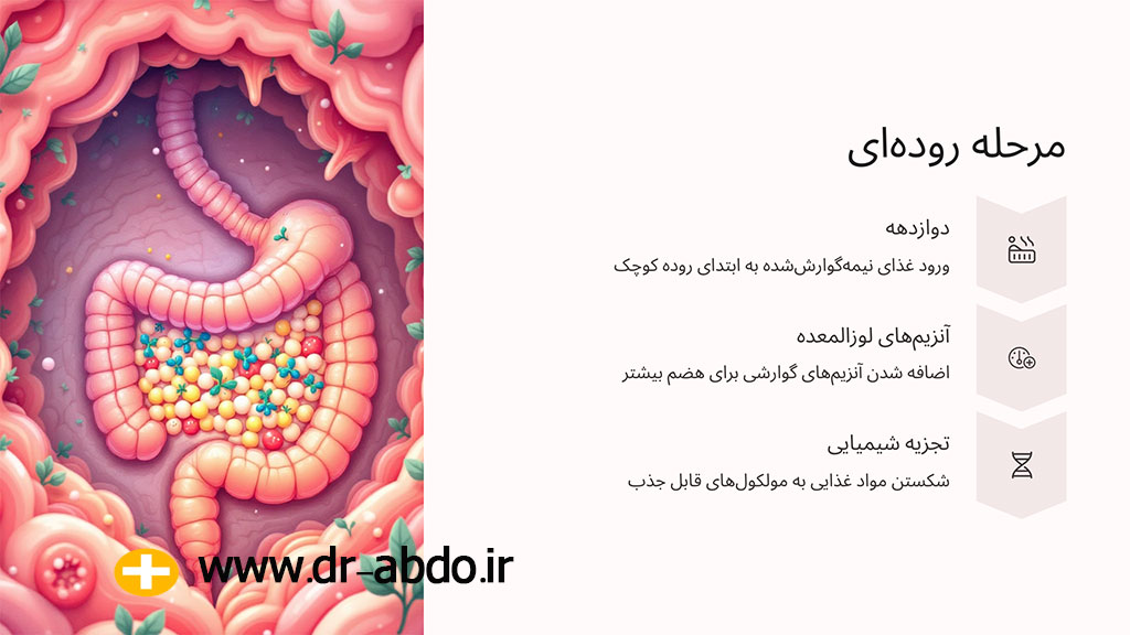 مسیر عبور غذا از دستگاه گوارش
