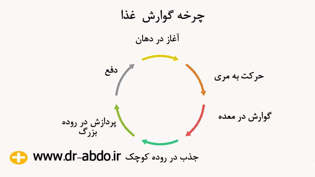 گوارش غذا 
