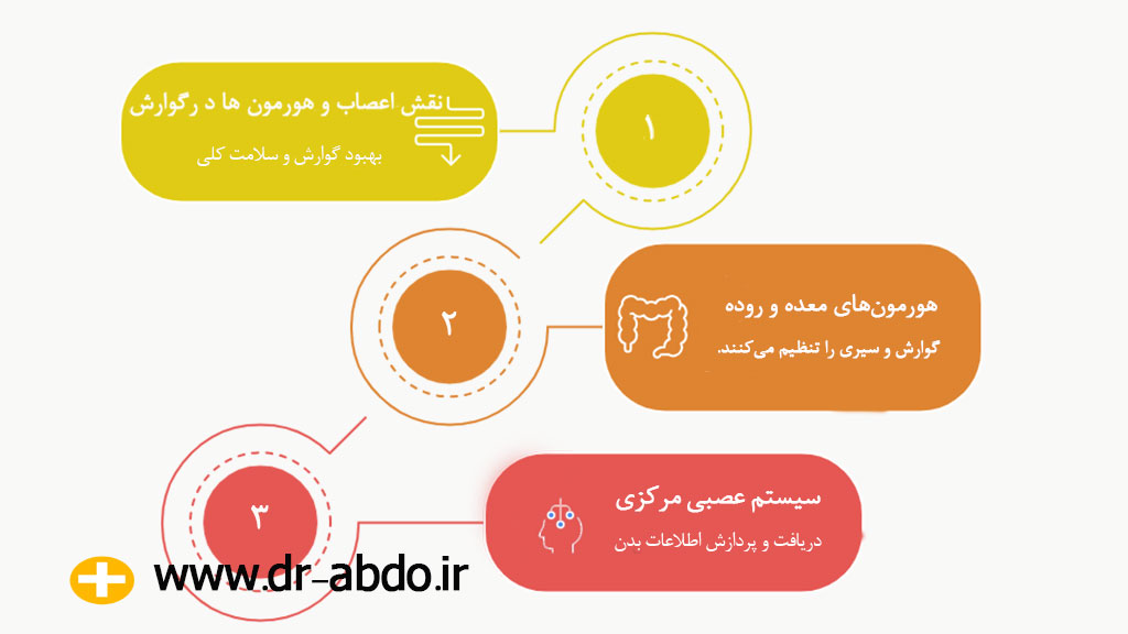 بدن چگونه فرآیند گوارش غذا را کنترل می کند؟